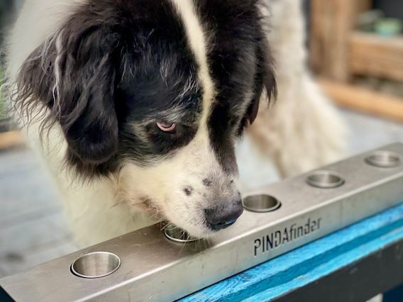 Findepfoten Ausbildung Staffel 12 Findepfoten Ausbildung Staffel 12