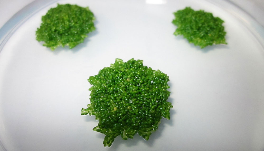 Wasserlinsen auf Petrischale