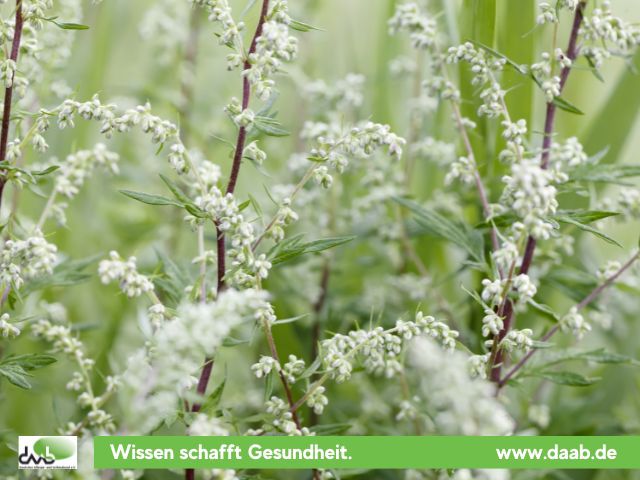 Pollenflug im Spätsommer